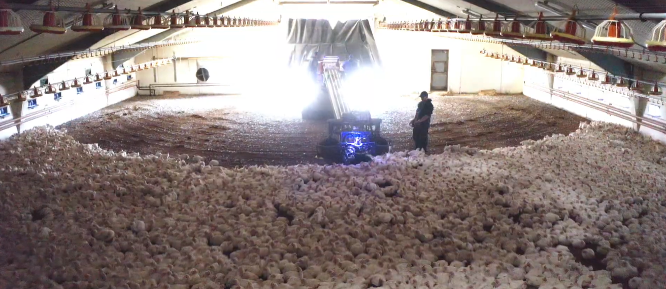 Chicken Cat bei der maschinellen Geflügelverladung – Aufnahme 3